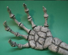 Clay Skeletal Hands