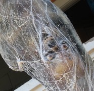 Cocooned Spider Victim